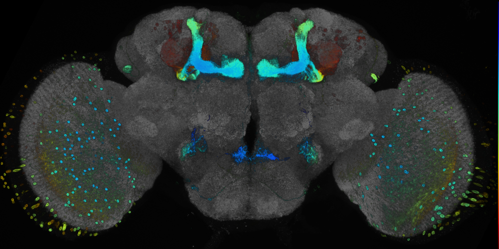 P{GMR54H11-GAL4} expression pattern