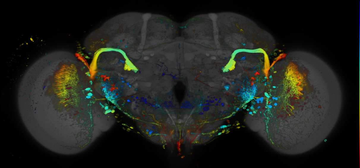 JRC_R93B03 GAL4 in the adult brain