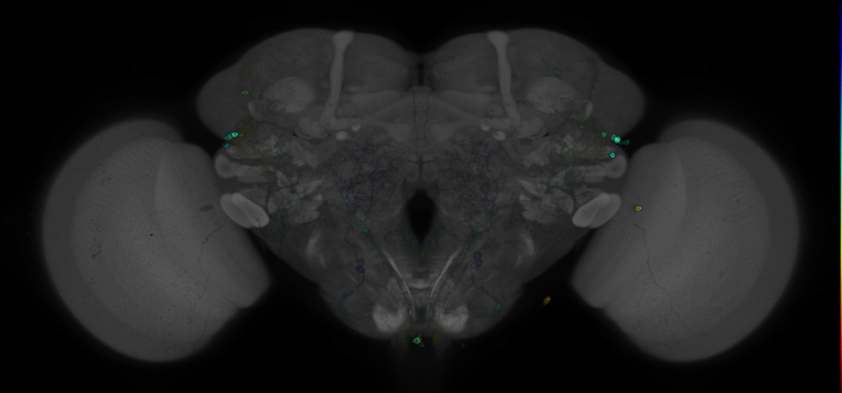 P{GMR38C05-GAL4} expression pattern