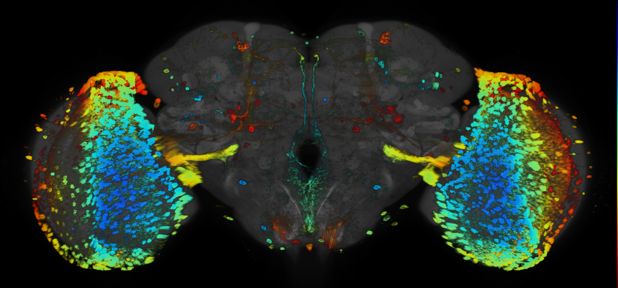 P{GMR19F01-GAL4} expression pattern