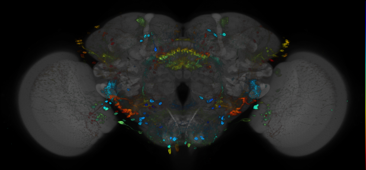 JRC_R29E02 GAL4 in the adult brain