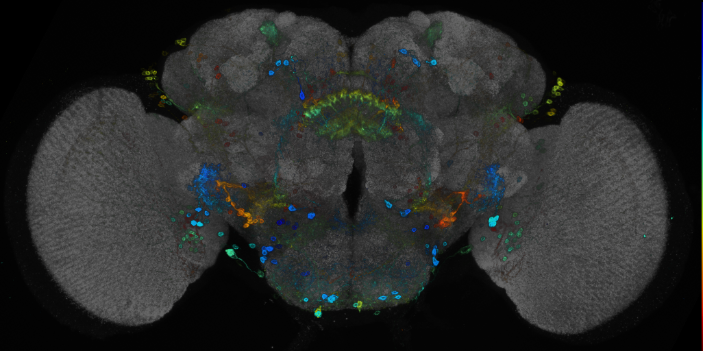 JRC_R29E02 GAL4 in the adult brain