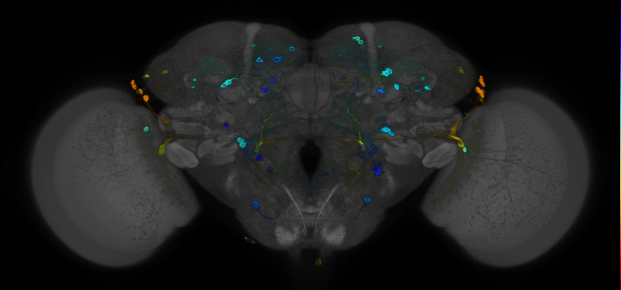 P{GMR94D12-GAL4} expression pattern