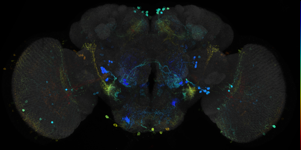 JRC_R20C12 GAL4 in the adult brain