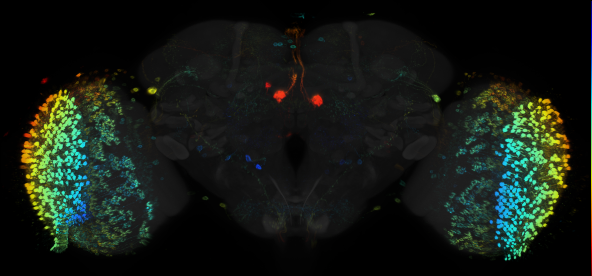 JRC_R28F11 GAL4 in the adult brain