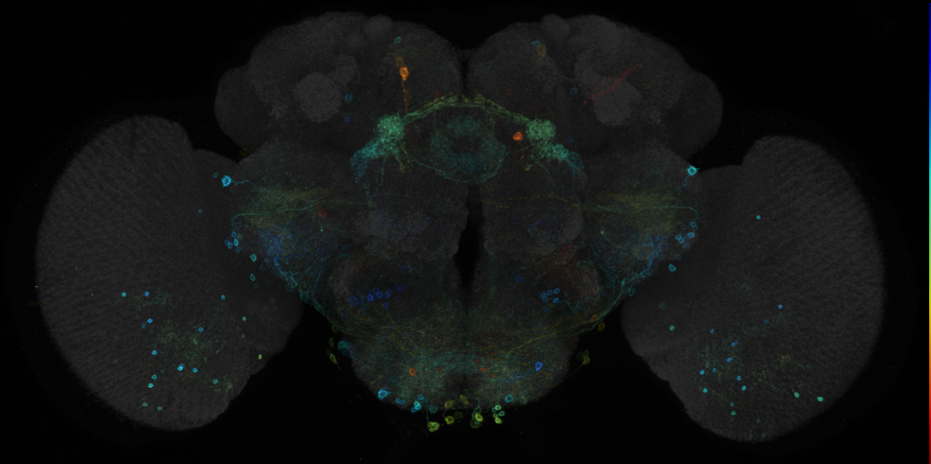 JRC_R20B11 GAL4 in the adult brain