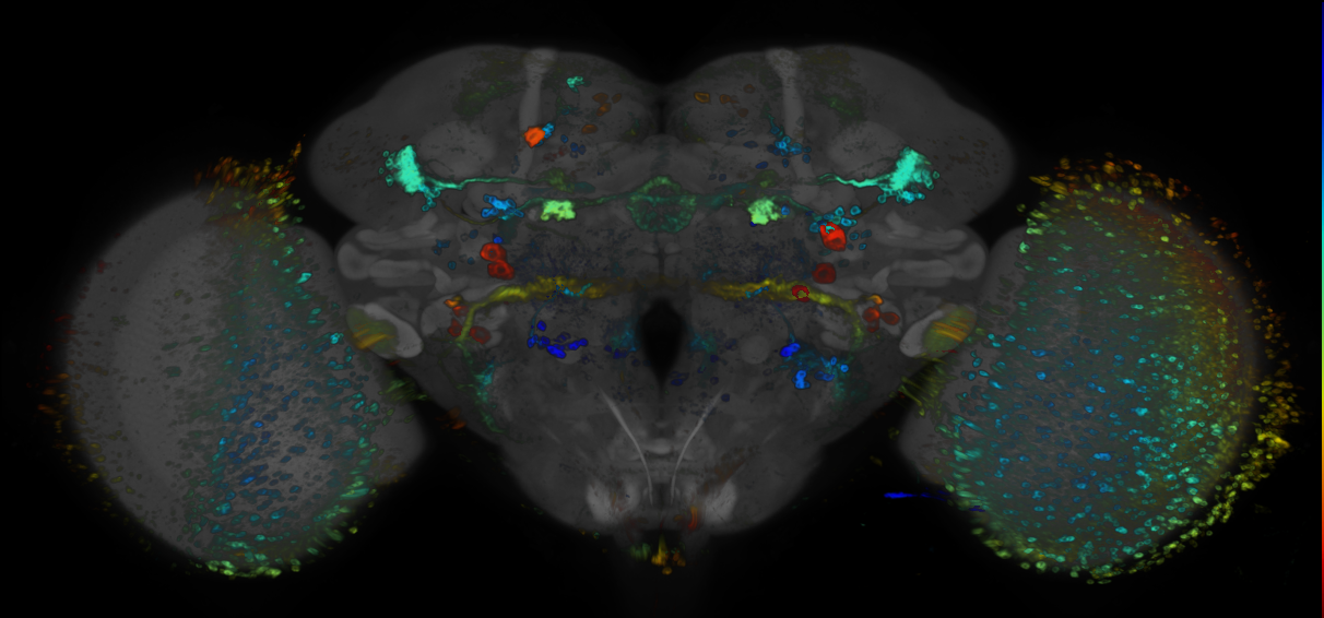 JRC_R74A11 GAL4 in the adult brain