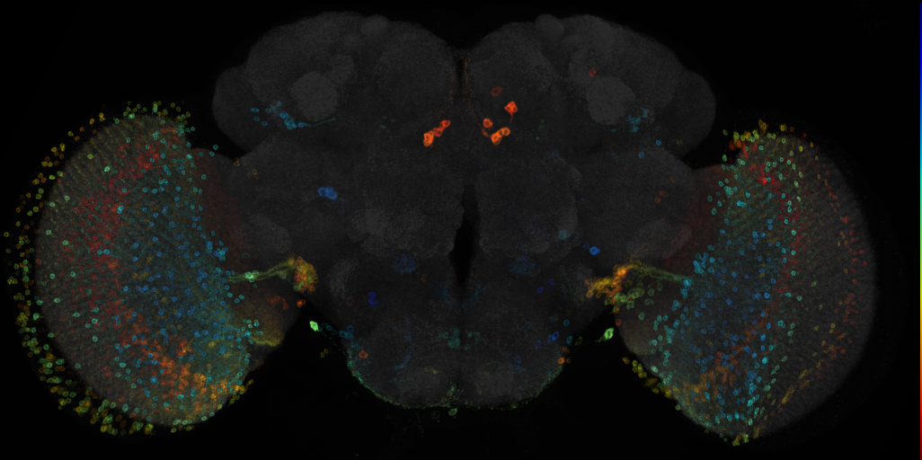JRC_R20G02 GAL4 in the adult brain