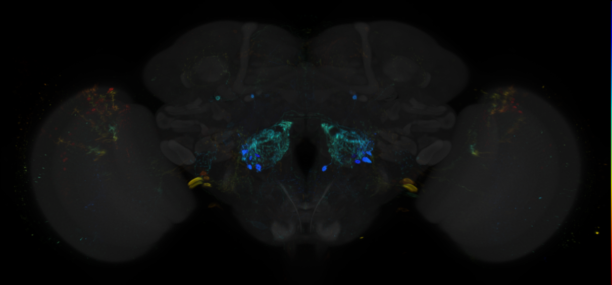 JRC_R64H12 GAL4 in the adult brain