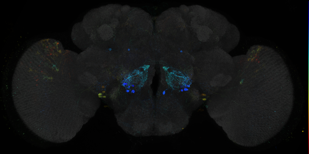 JRC_R64H12 GAL4 in the adult brain
