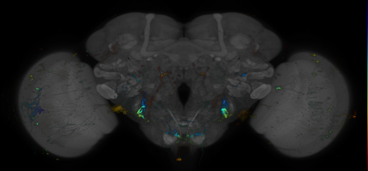P{GMR53A02-GAL4} expression pattern