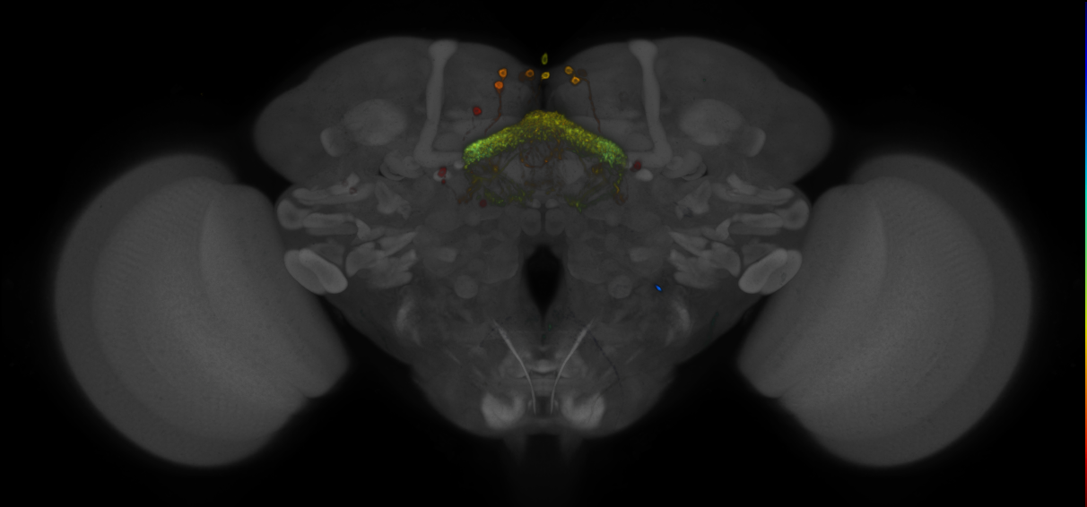 P{GMR24E05-GAL4} expression pattern