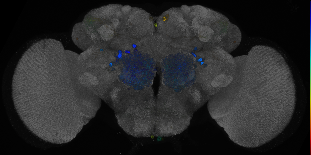 JRC_R75D11 GAL4 in the adult brain