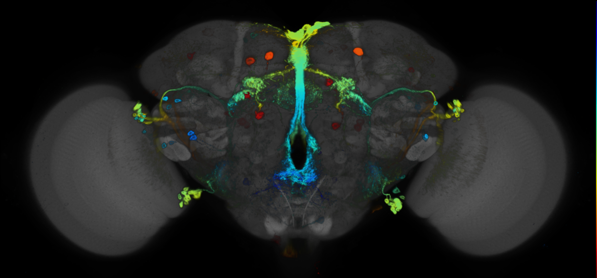 JRC_R22H10 GAL4 in the adult brain