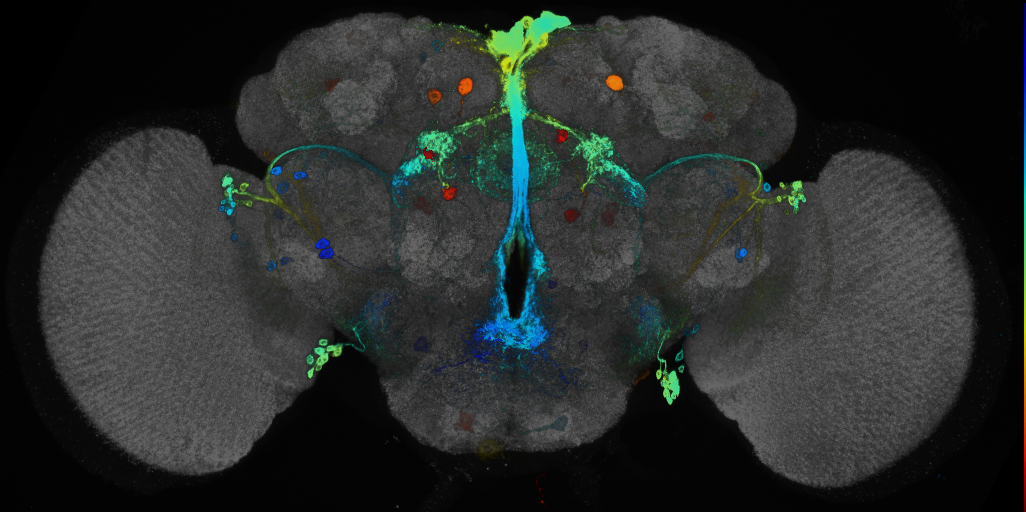 JRC_R22H10 GAL4 in the adult brain