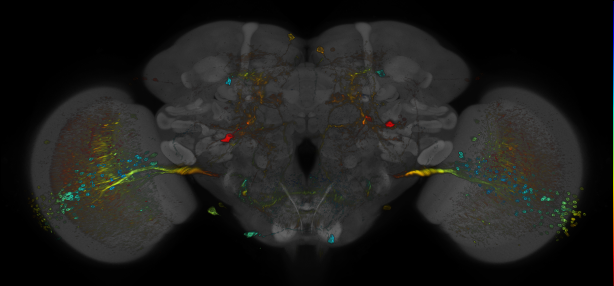 P{GMR70C09-GAL4} expression pattern