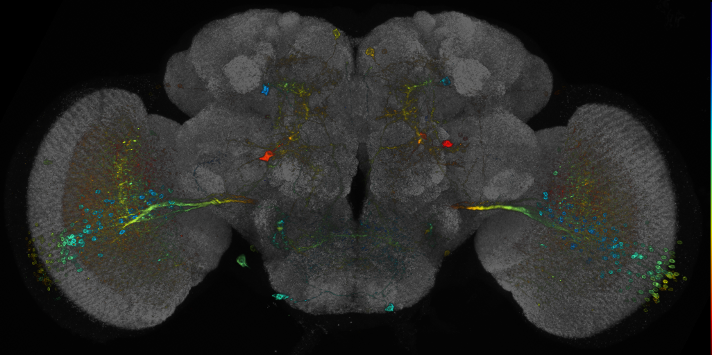 P{GMR70C09-GAL4} expression pattern