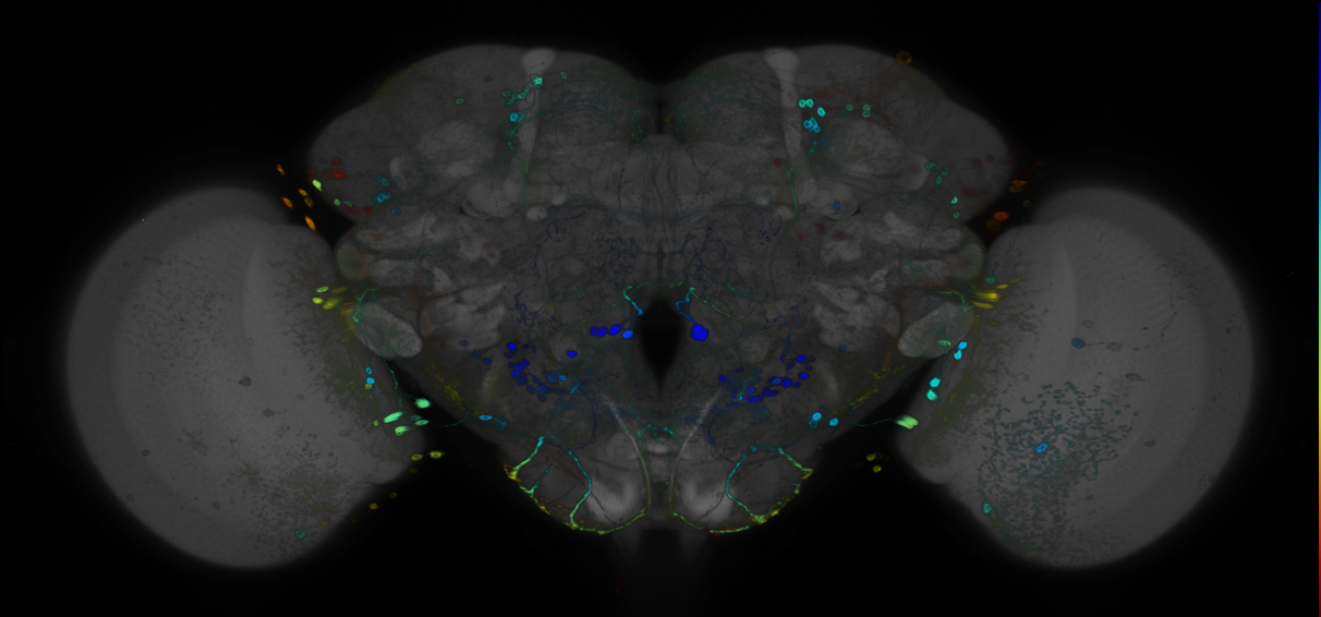 P{GMR11A12-GAL4} expression pattern