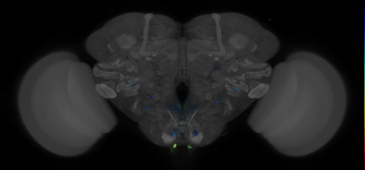 JRC_R88G05 GAL4 in the adult brain
