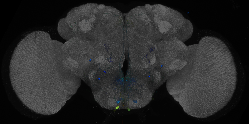 JRC_R88G05 GAL4 in the adult brain