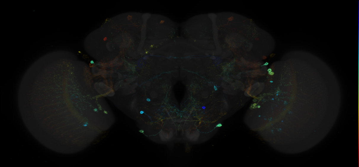 JRC_R20B10 GAL4 in the adult brain