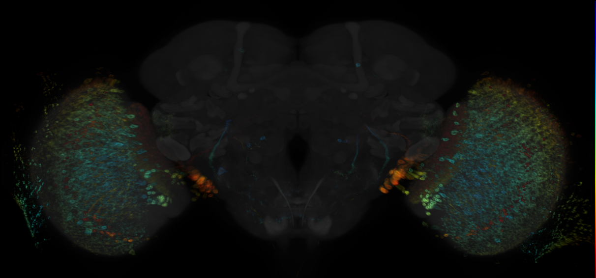 JRC_R52E08 GAL4 in the adult brain