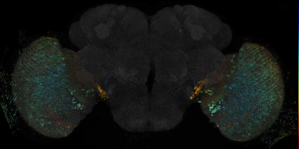 JRC_R52E08 GAL4 in the adult brain