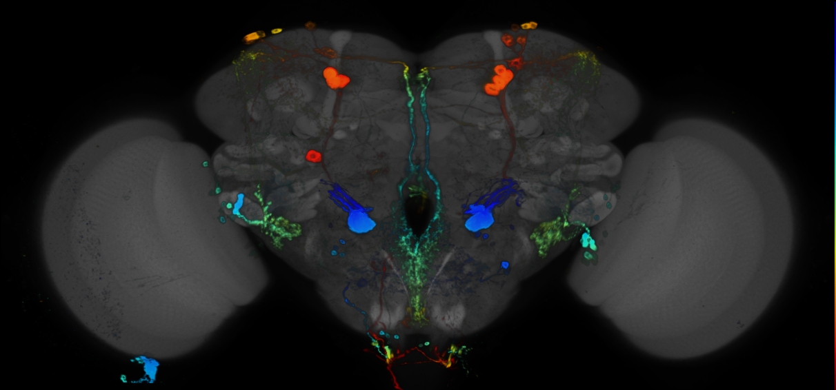 JRC_R20D06 GAL4 in the adult brain