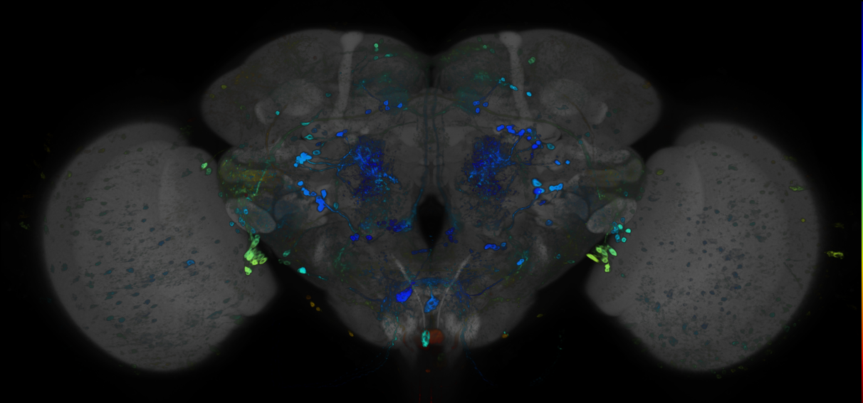 JRC_R95G10 GAL4 in the adult brain