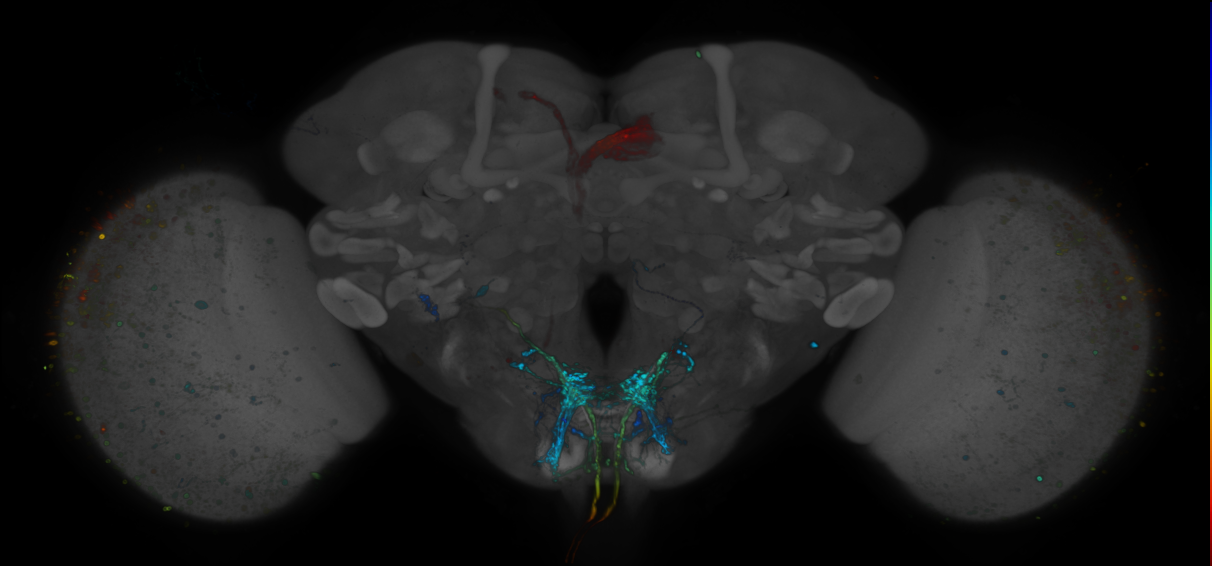 JRC_R73G07 GAL4 in the adult brain