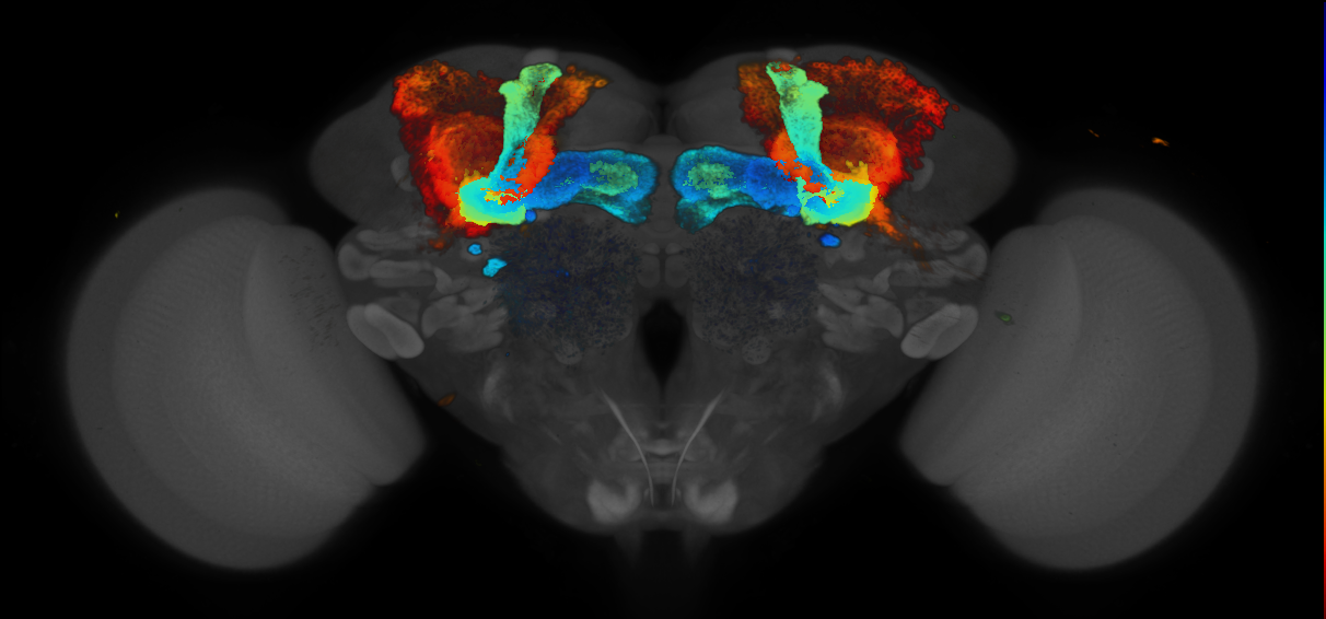 JRC_R19B03 GAL4 in the adult brain