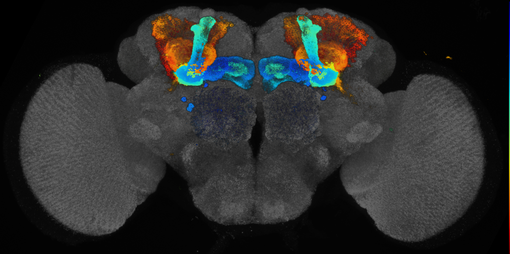 JRC_R19B03 GAL4 in the adult brain