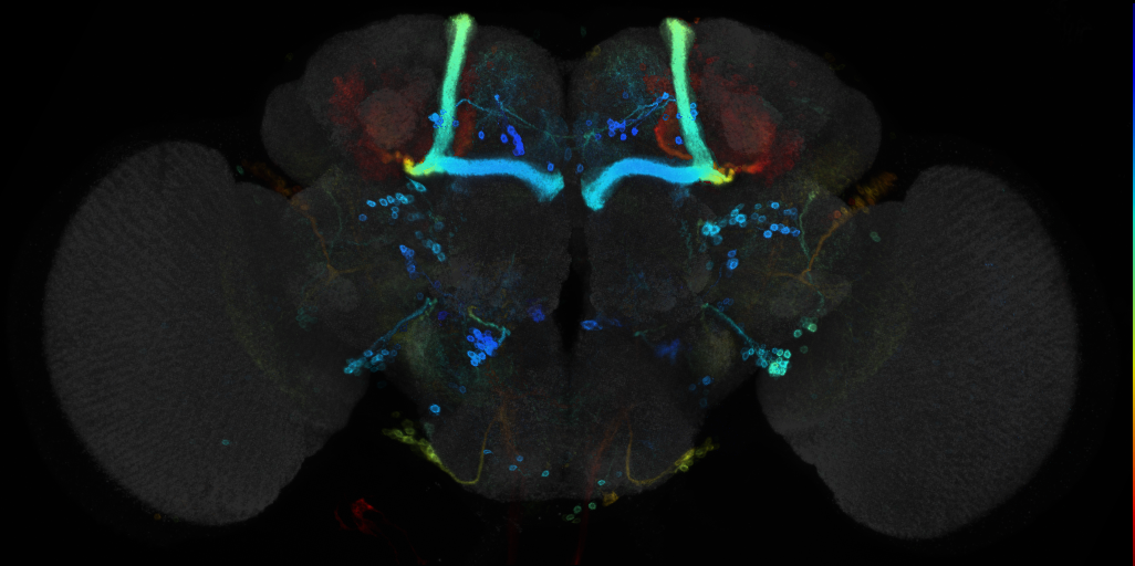 JRC_R58F02 GAL4 in the adult brain