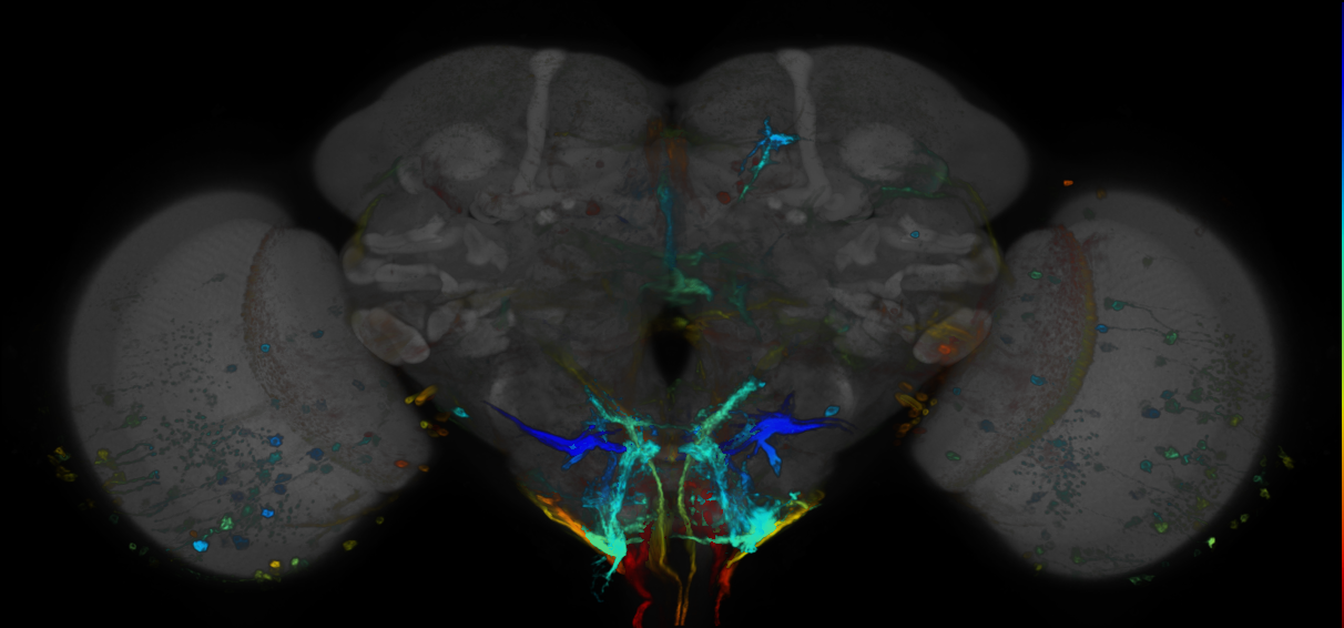 P{GMR70A06-GAL4} expression pattern