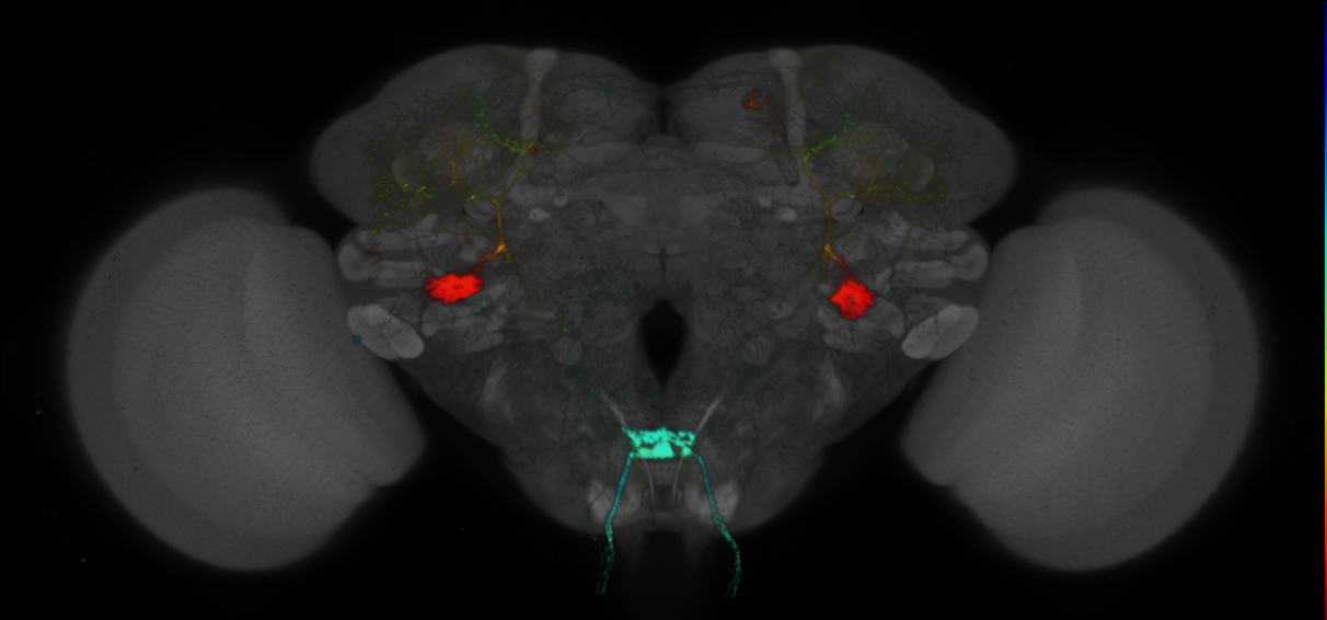 P{GMR13H04-GAL4} expression pattern