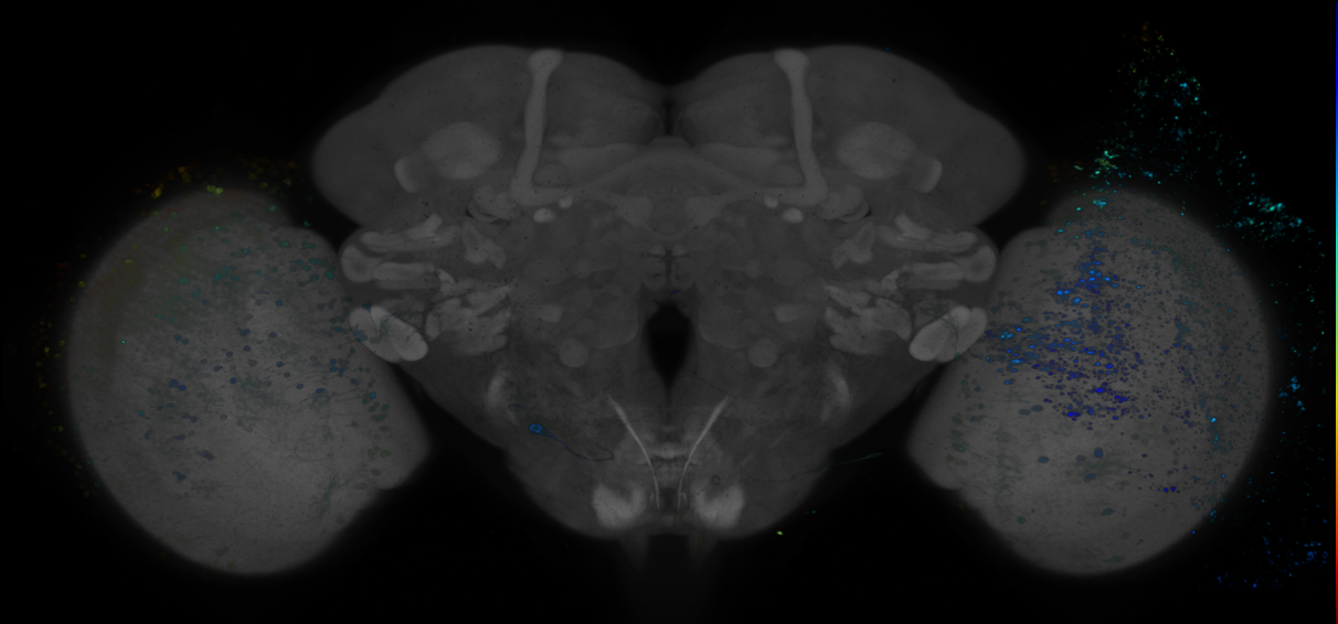 P{GMR53D03-GAL4} expression pattern