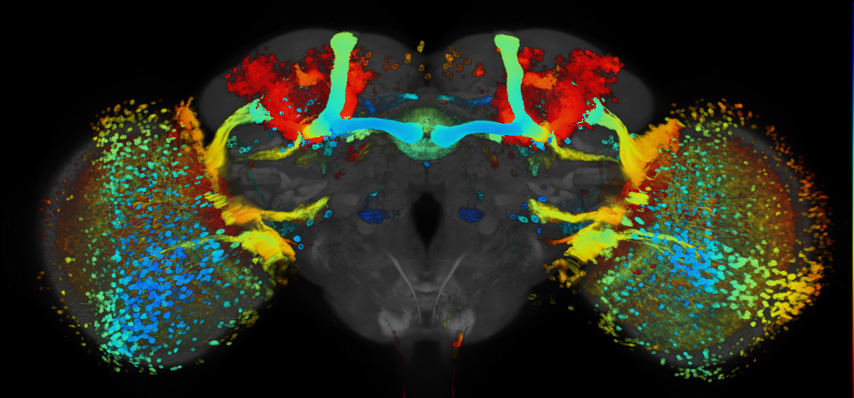 JRC_R70F05 GAL4 in the adult brain