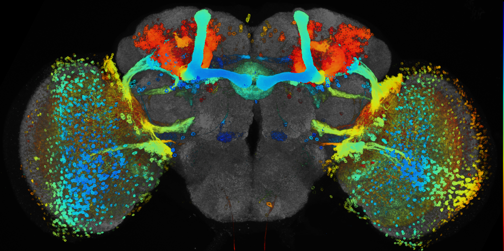 JRC_R70F05 GAL4 in the adult brain