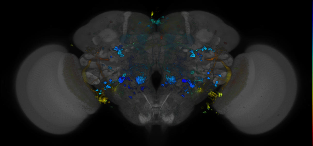 P{GMR74B04-GAL4} expression pattern