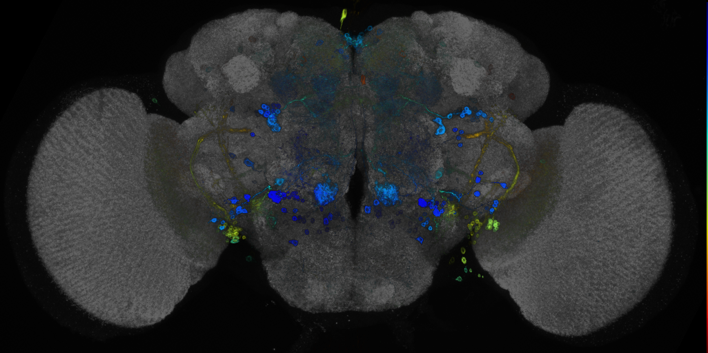 P{GMR74B04-GAL4} expression pattern