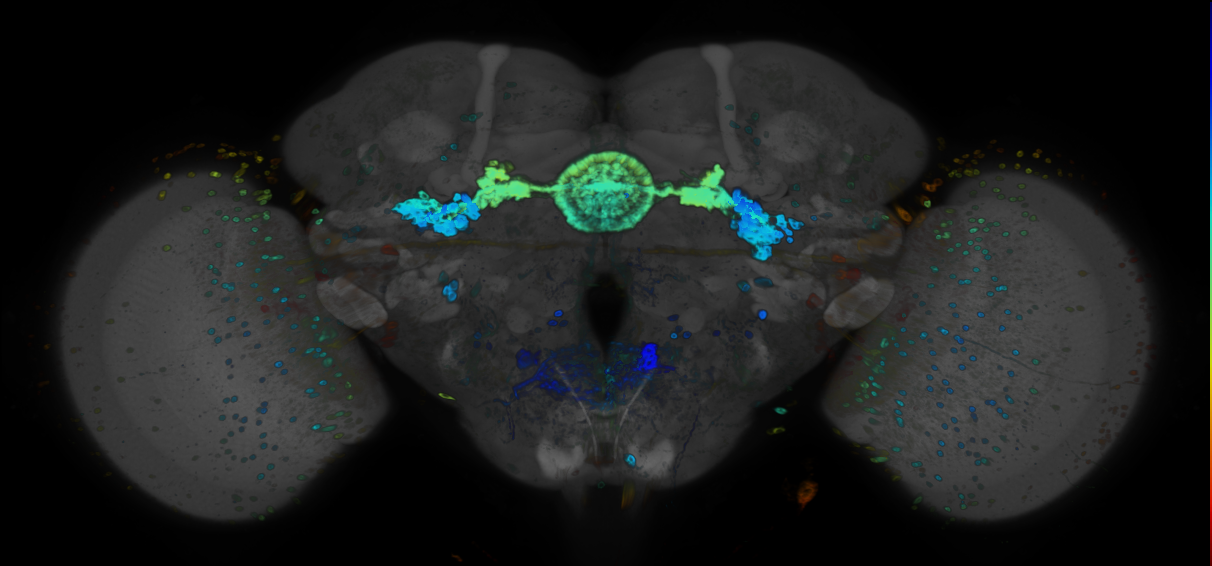 P{GMR72G01-GAL4} expression pattern