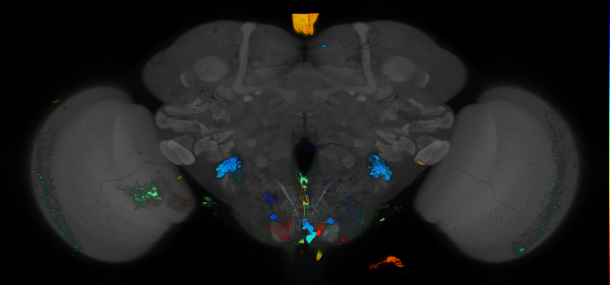 P{GMR59G01-GAL4} expression pattern