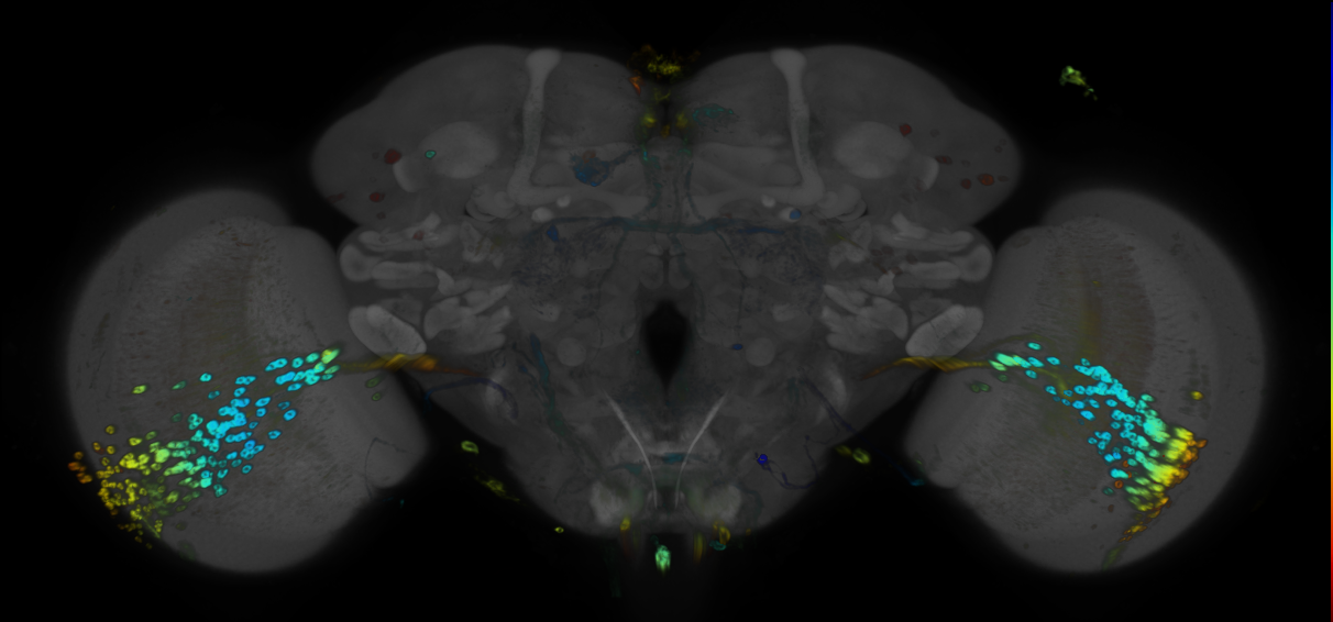 P{GMR72C12-GAL4} expression pattern