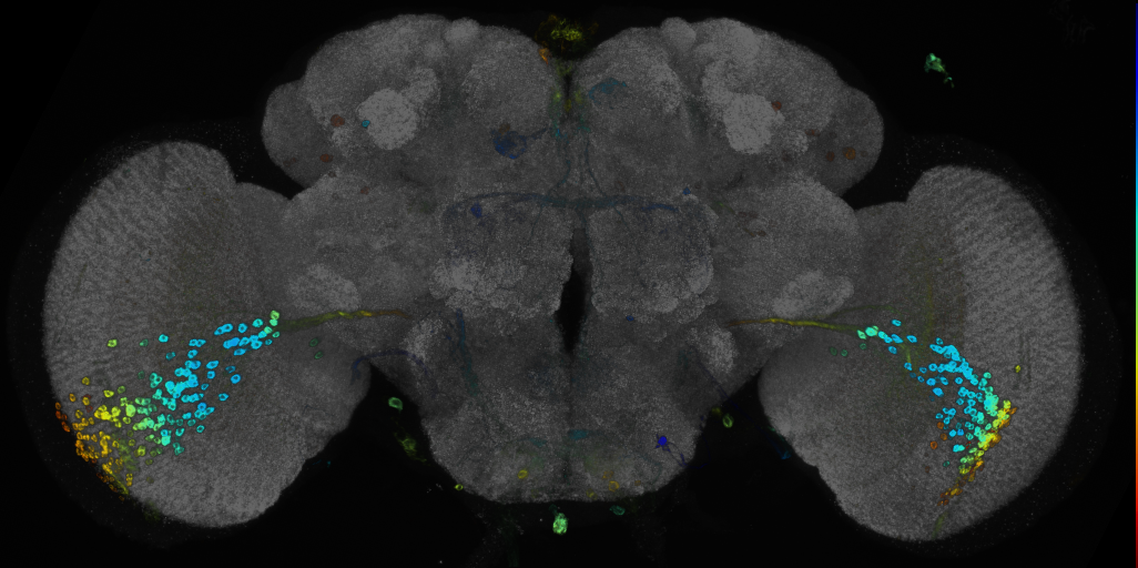 P{GMR72C12-GAL4} expression pattern