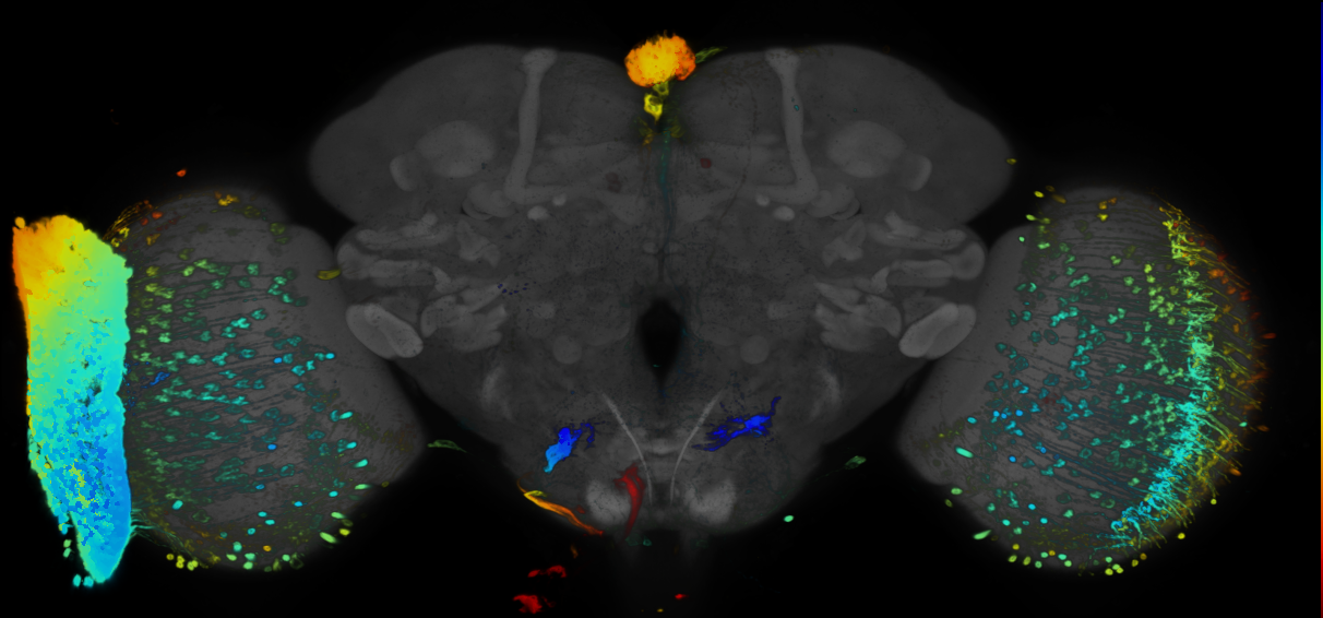 JRC_R95B11 GAL4 in the adult brain