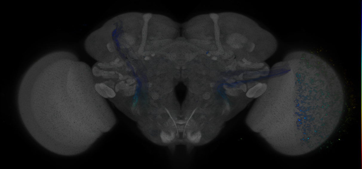 P{GMR52H06-GAL4} expression pattern