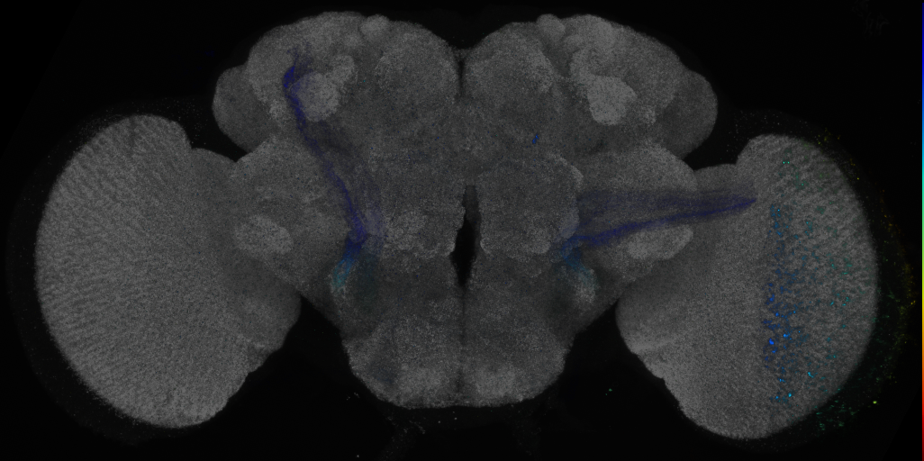 P{GMR52H06-GAL4} expression pattern