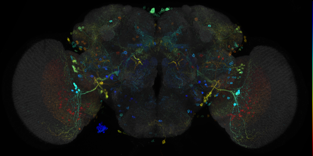 JRC_R53C10 GAL4 in the adult brain