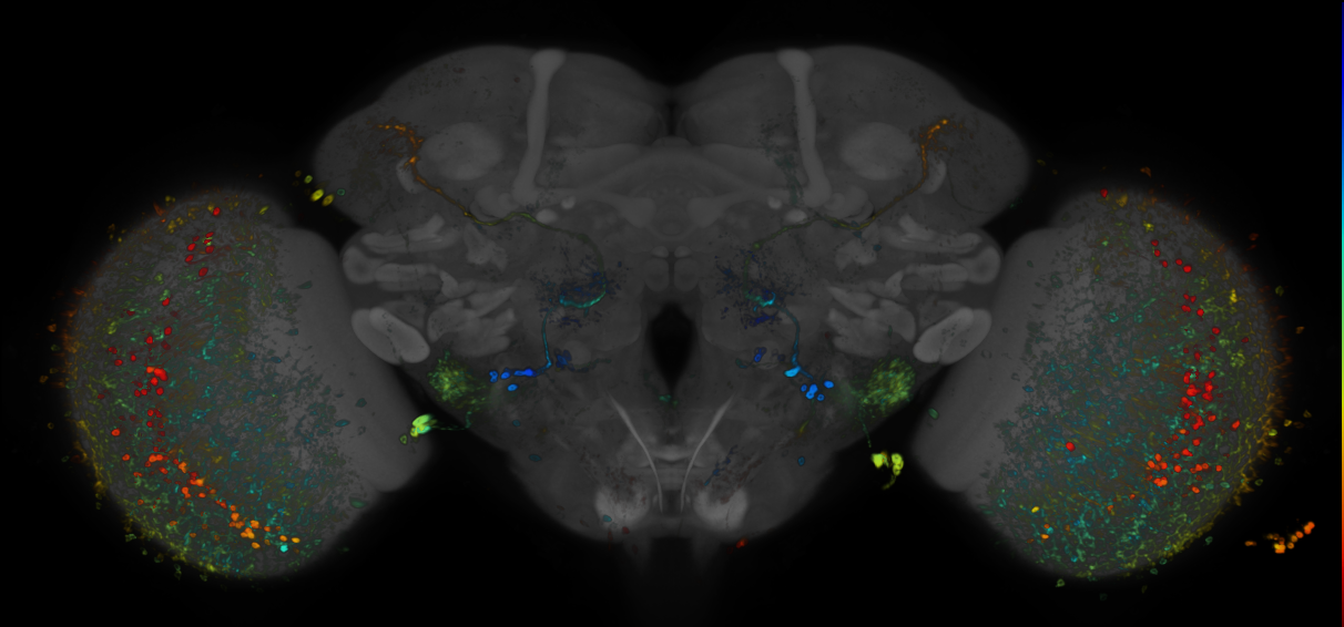 P{GMR59H06-GAL4} expression pattern