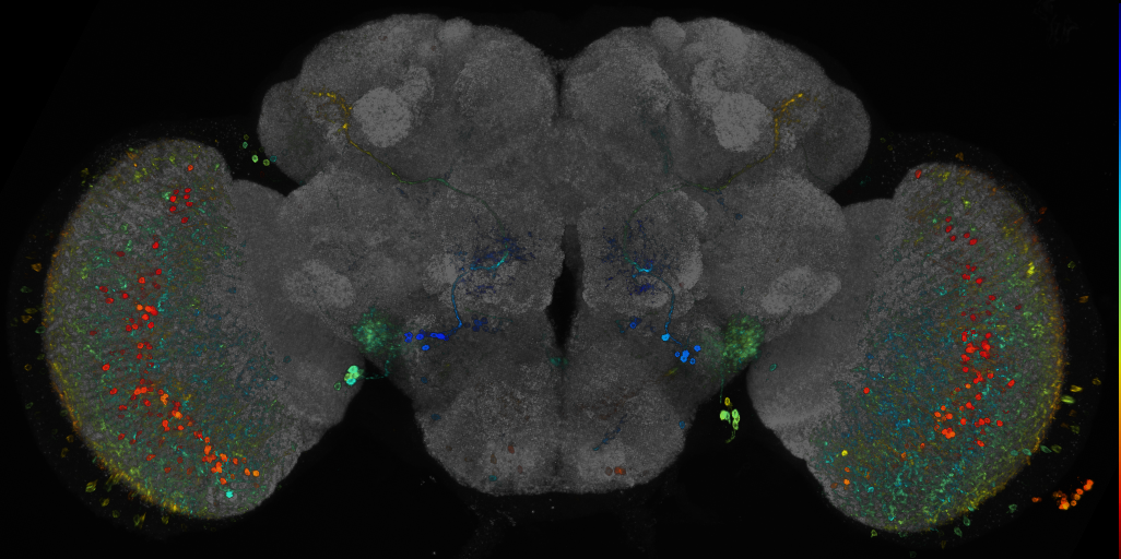 P{GMR59H06-GAL4} expression pattern
